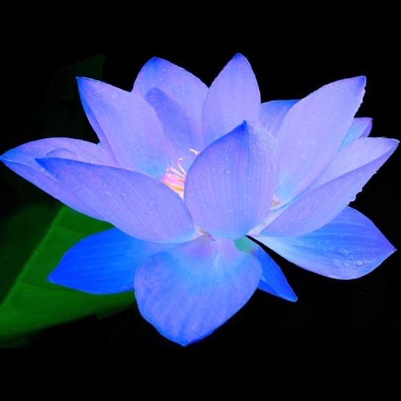 calmlotus
